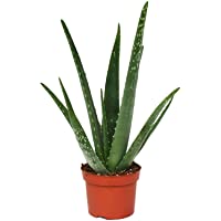 Fantástico Encantador Aloe vera planta Excelente Curativo beneficio - aloe vera Gel - opción - aloe vera- aloe vera…